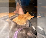 Small Photo #3 Mutt Puppy For Sale in Wenonah, NJ, USA