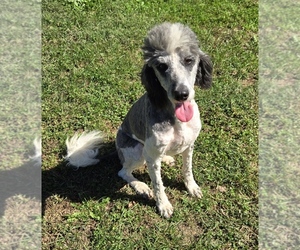 Aussiedoodle Puppy for sale in DOWELLTOWN, TN, USA