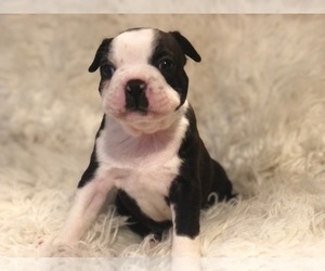 Boston Terrier Puppy for sale in GREENACRES, WA, USA