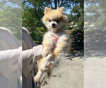 Small #8 Pomeranian Mix