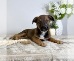 Small #10 Labrador Retriever-Miniature Australian Shepherd Mix