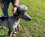 Small Photo #1 Poodle (Standard) Puppy For Sale in ARKOMA, OK, USA