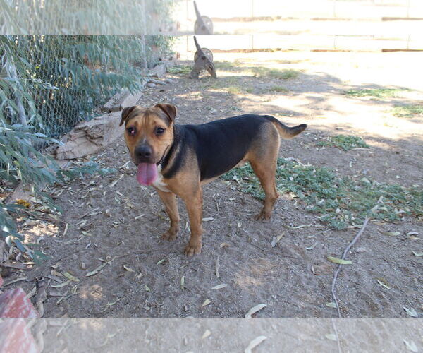 Medium Photo #3 Mutt Puppy For Sale in El Centro, CA, USA