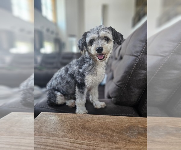Medium Photo #1 Aussie-Poo-Aussiedoodle Mix Puppy For Sale in TAYLOR, TX, USA