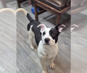 Mutt Dogs for adoption in Emmett, ID, USA