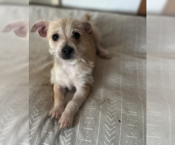 Medium Photo #2 Chihuahua-Unknown Mix Puppy For Sale in Plainfield, IL, USA