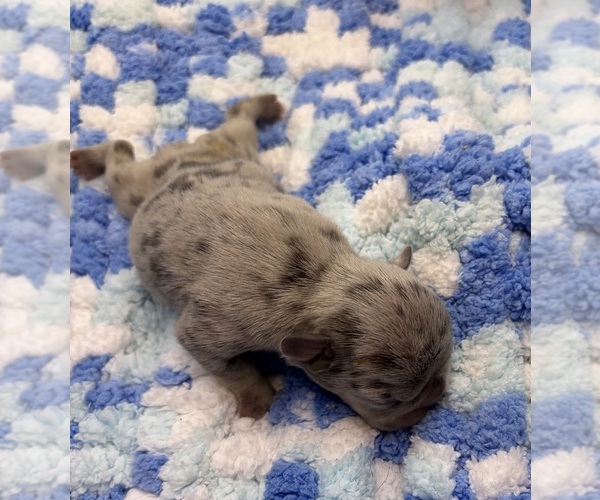 Medium Photo #8 French Bulldog Puppy For Sale in ALTON, IL, USA