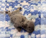 Litter of 6 - Female French BulldogLitter of Puppies for Sale - Photo #8