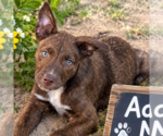 Small Photo #3 Labrador Retriever-Unknown Mix Puppy For Sale in Yardley, PA, USA