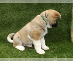 Small Photo #9 Akita Puppy For Sale in ROLLA, MO, USA