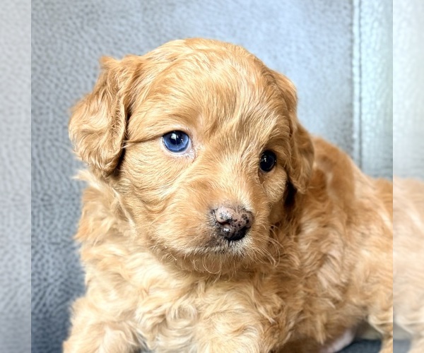 Medium Photo #4 Cavapoo (Miniature) Puppy For Sale in WAUSEON, OH, USA