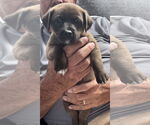 Small #1 Chihuahua Mix