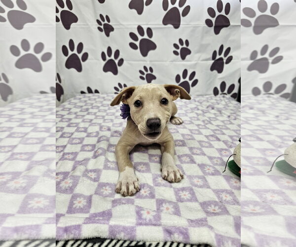 Medium Photo #1 Rat Terrier-Unknown Mix Puppy For Sale in Metairie, LA, USA