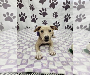 Rat Terrier-Unknown Mix Dogs for adoption in Metairie, LA, USA