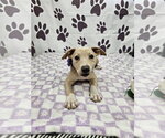 Small Rat Terrier Mix