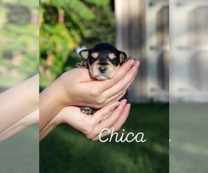 Medium Schnauzer (Miniature)