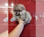Small Photo #1 Miniature Spitz Puppy For Sale in MIAMI, FL, USA