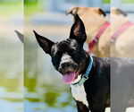 Small American Pit Bull Terrier Mix