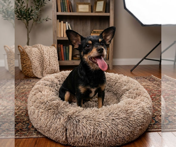 Medium Photo #1 Chihuahua-Unknown Mix Puppy For Sale in Vail, AZ, USA