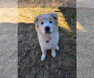 Great Pyrenees Dogs for adoption in Bountiful, UT, USA