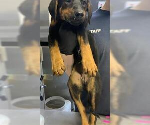 Doberman Pinscher-Unknown Mix Dogs for adoption in Visalia, CA, USA