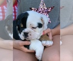 Small Photo #11 Bulldog Puppy For Sale in PEACHLAND, NC, USA