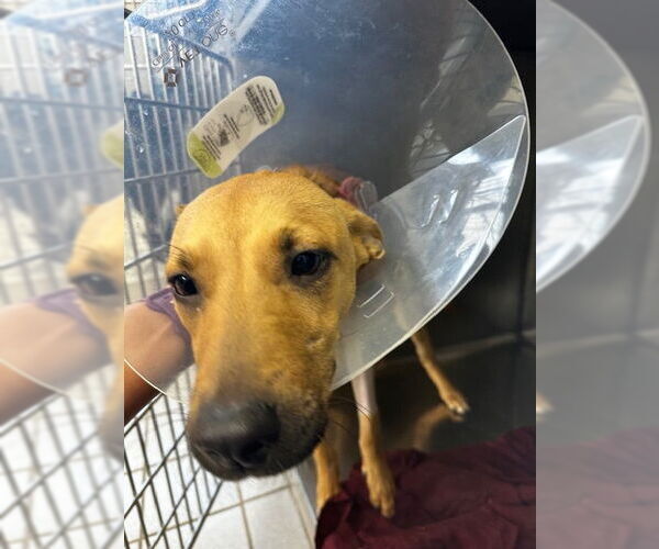 Medium Photo #4 Mutt Puppy For Sale in Roaring River, NC, USA