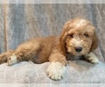Small Photo #14 Goldendoodle Puppy For Sale in LAKELAND, FL, USA