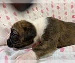 Small Photo #2 Boxer Puppy For Sale in BRISCOE, MO, USA