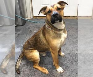 Mutt Dogs for adoption in Thief River Falls, MN, USA