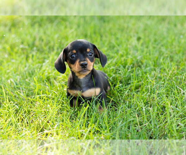 Medium Photo #1 Dachshund Puppy For Sale in NAPPANEE, IN, USA