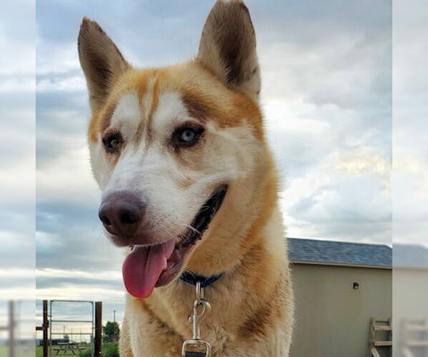 Medium Photo #2 Siberian Husky Puppy For Sale in Omaha, NE, USA