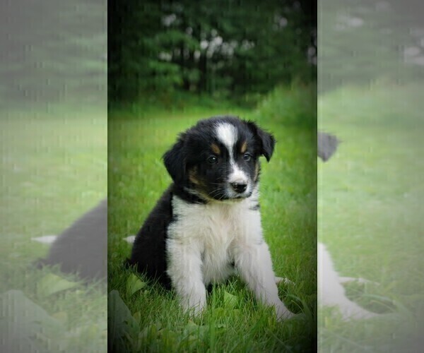 Medium Photo #4 Border Collie Puppy For Sale in LUBLIN, WI, USA
