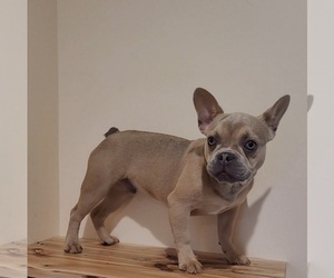 French Bulldog Puppy for sale in INDIANAPOLIS, IN, USA