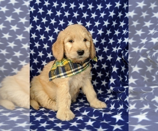Medium Photo #3 Goldendoodle Puppy For Sale in KIRKWOOD, PA, USA