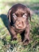 Small Photo #14 Labrador Retriever Puppy For Sale in EATONVILLE, WA, USA