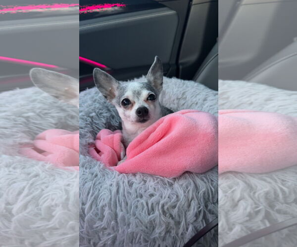 Medium Photo #1 Chihuahua Puppy For Sale in Coralville, IA, USA