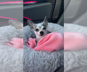 Chihuahua Dogs for adoption in Coralville, IA, USA