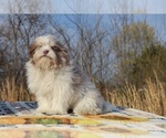 Small #7 ShihPoo