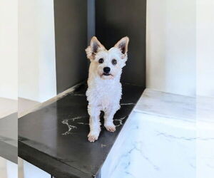 Maltese Dogs for adoption in Menifee, CA, USA