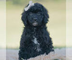 Small Photo #92 Goldendoodle (Miniature) Puppy For Sale in WARSAW, IN, USA