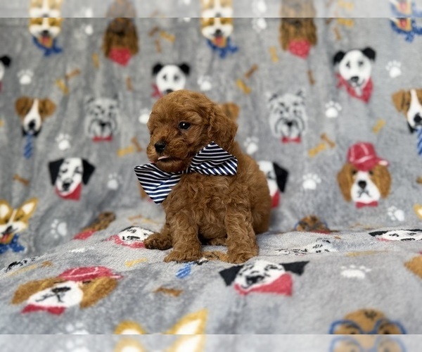 Medium Photo #5 Cavapoo (Miniature) Puppy For Sale in LAKELAND, FL, USA