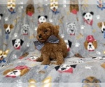 Small #4 Cavapoo (Miniature)