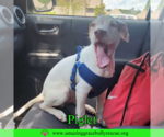 Small #13 Jack Russell Terrier Mix