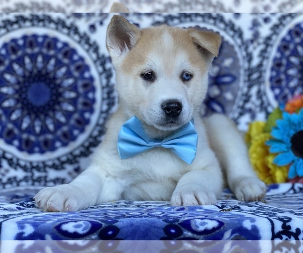 Medium Photo #3 Akita-Siberian Husky Mix Puppy For Sale in LANCASTER, PA, USA