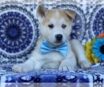 Small Photo #3 Akita-Siberian Husky Mix Puppy For Sale in LANCASTER, PA, USA