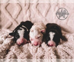 Bordoodle Puppy for Sale in ELIZABETH CITY, North Carolina USA