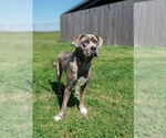 Small #2 Mutt