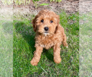 Goldendoodle Puppy for sale in MILWAUKEE, WI, USA