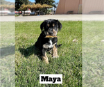 Small Photo #4 Doberman Pinscher-Great Pyrenees Mix Puppy For Sale in CLOVIS, CA, USA